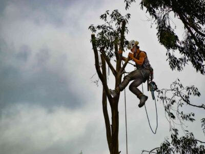 Local tree surgeon Fakesville