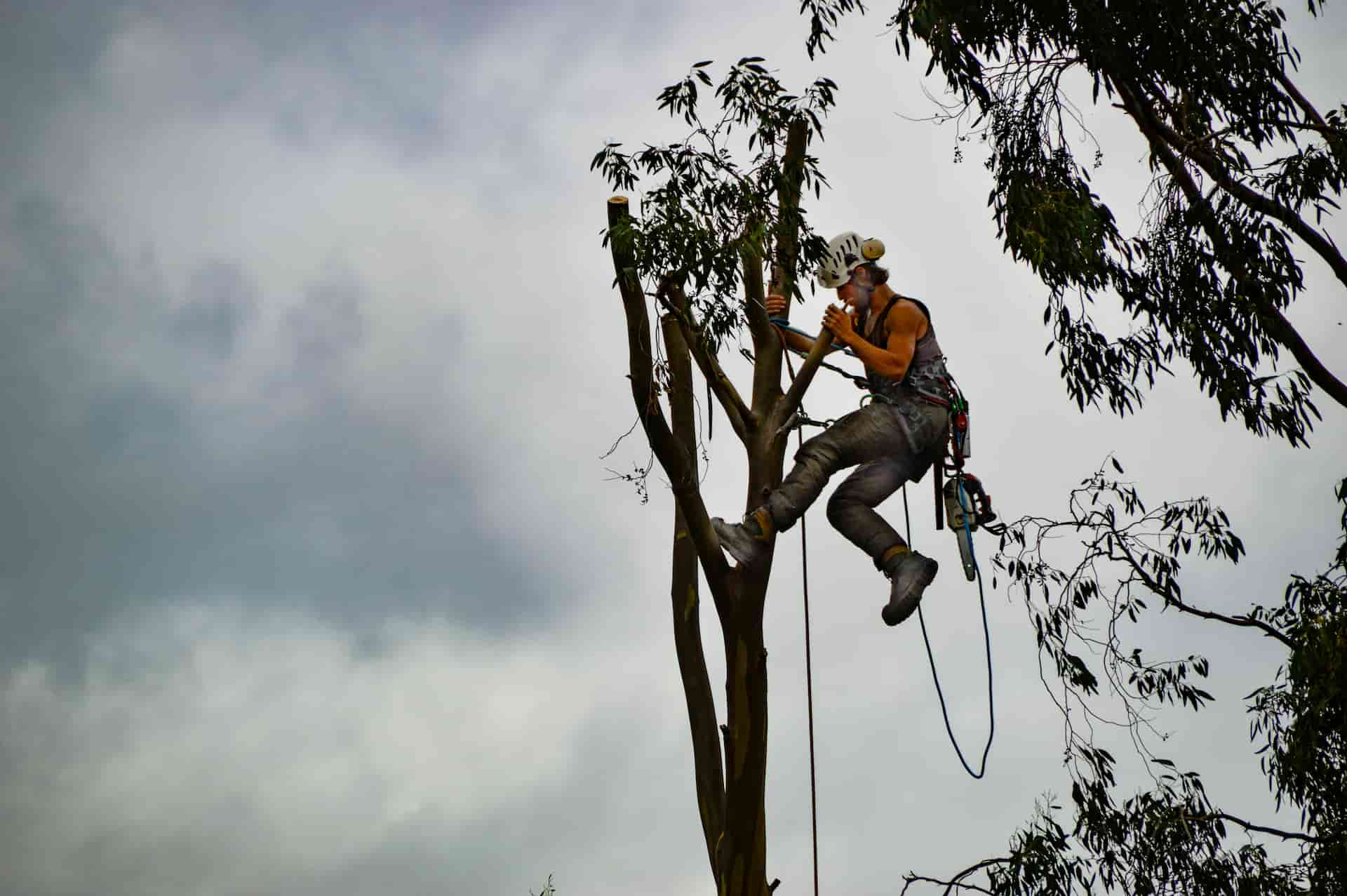 Emergency tree felling services Fakesville