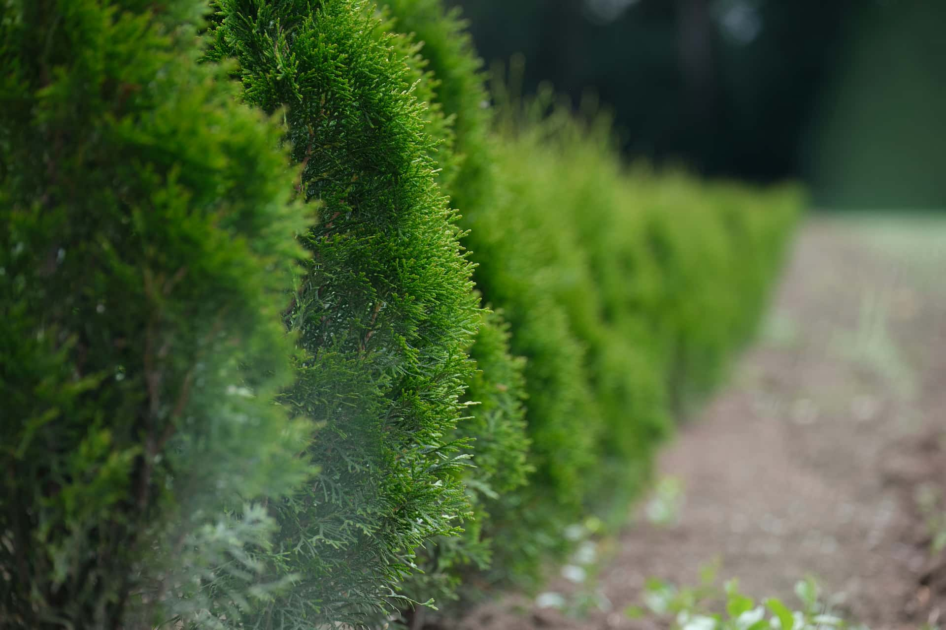 Hedge trimming experts near me Fakesville