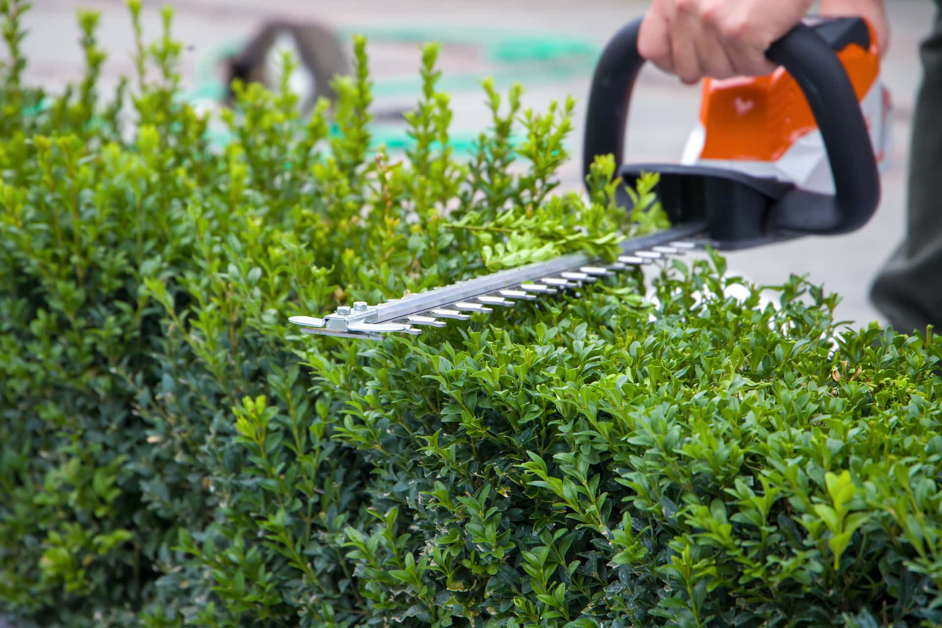 Fakesville hedge trimming experts