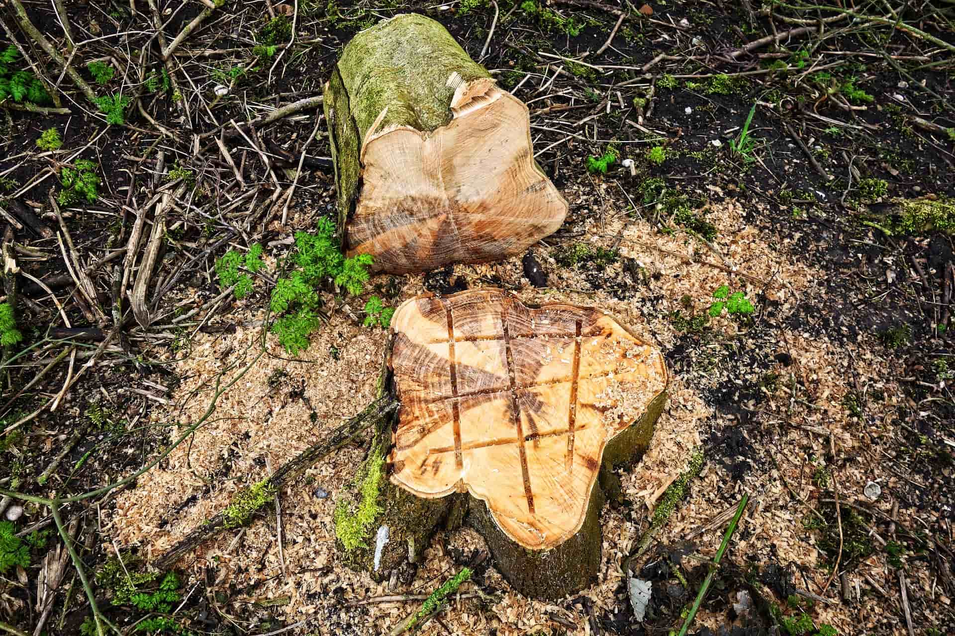 Stump removal company near me London