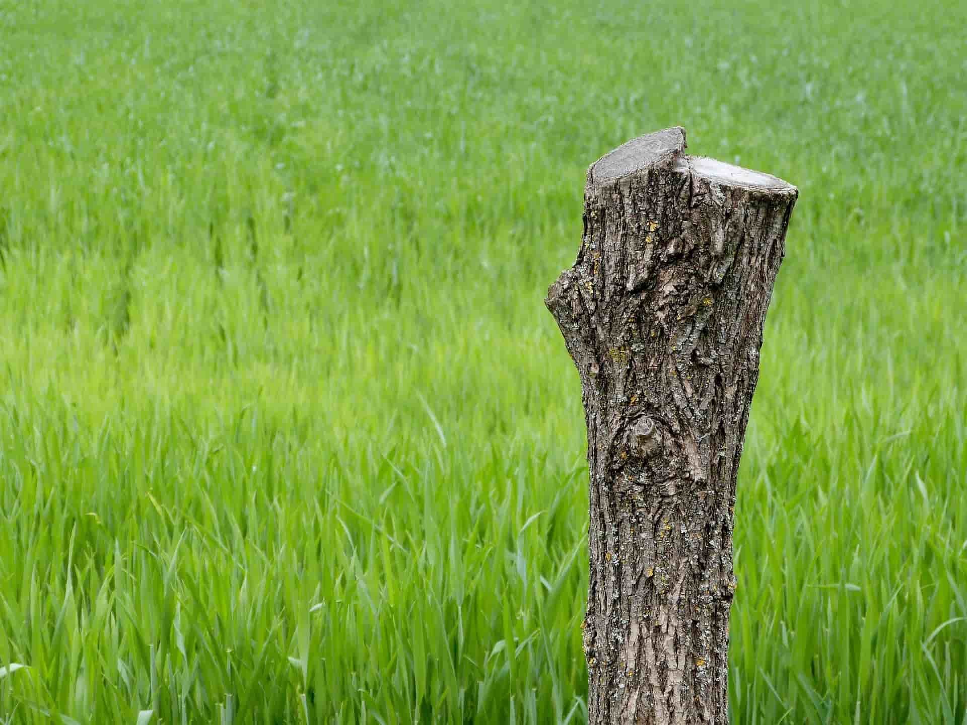 Stump removal services London