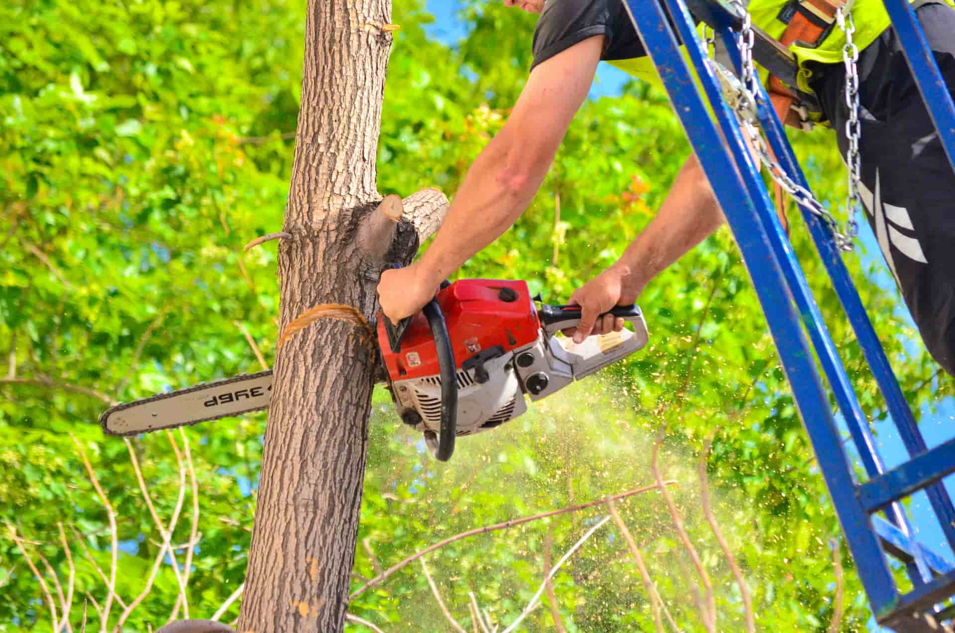 Tree cutting services London