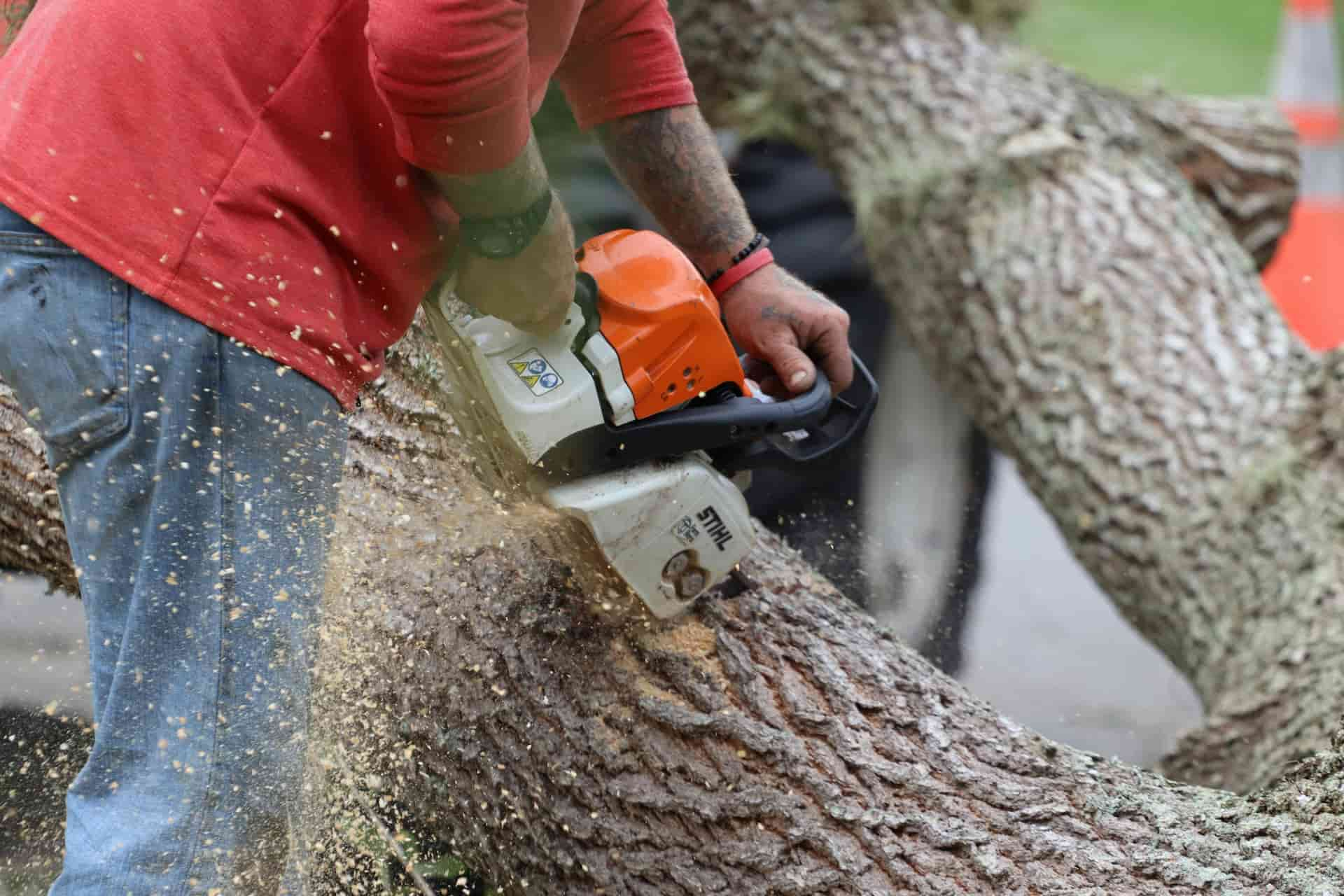 Tree felling experts Fakesville