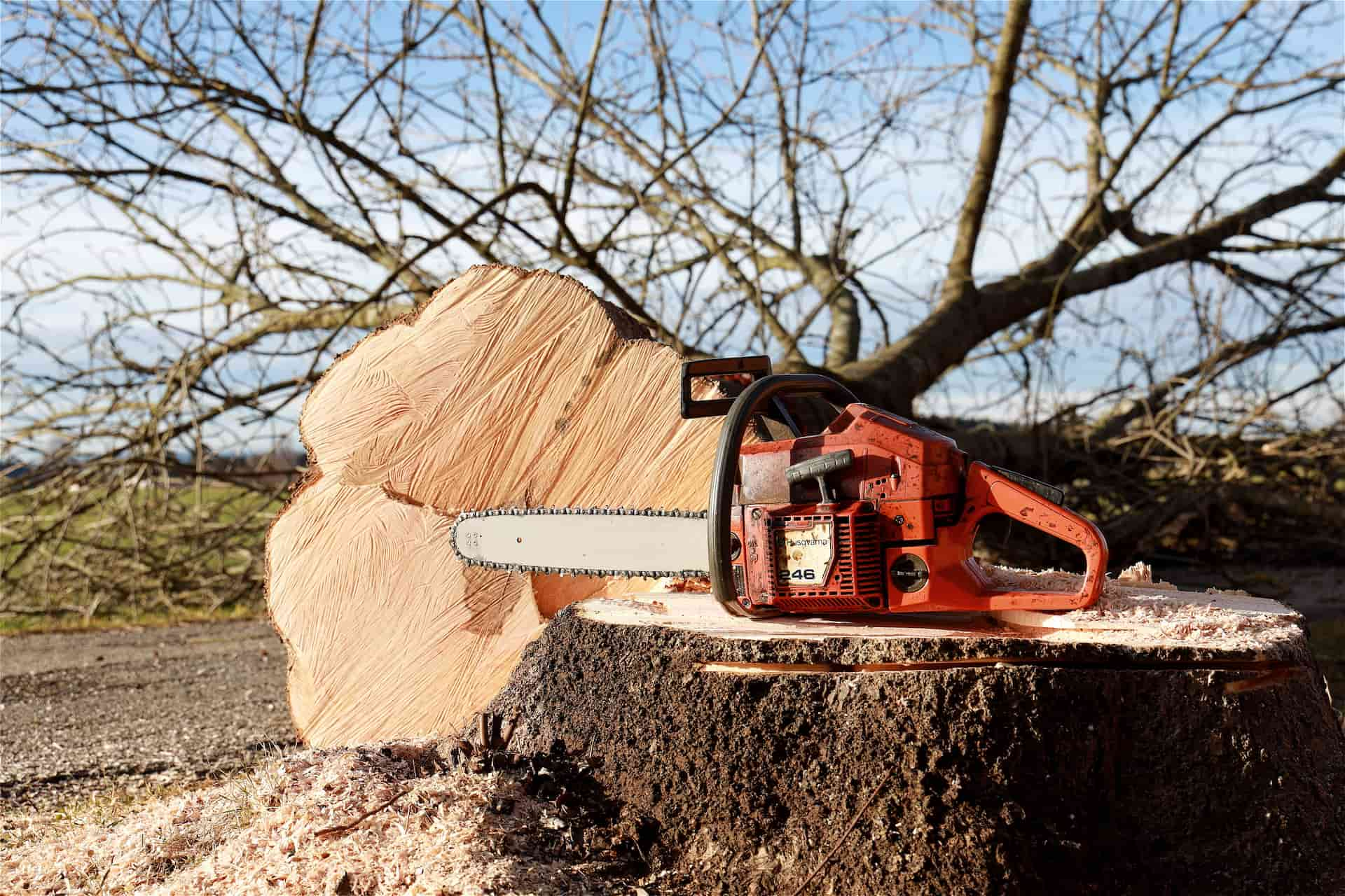 Tree felling experts London