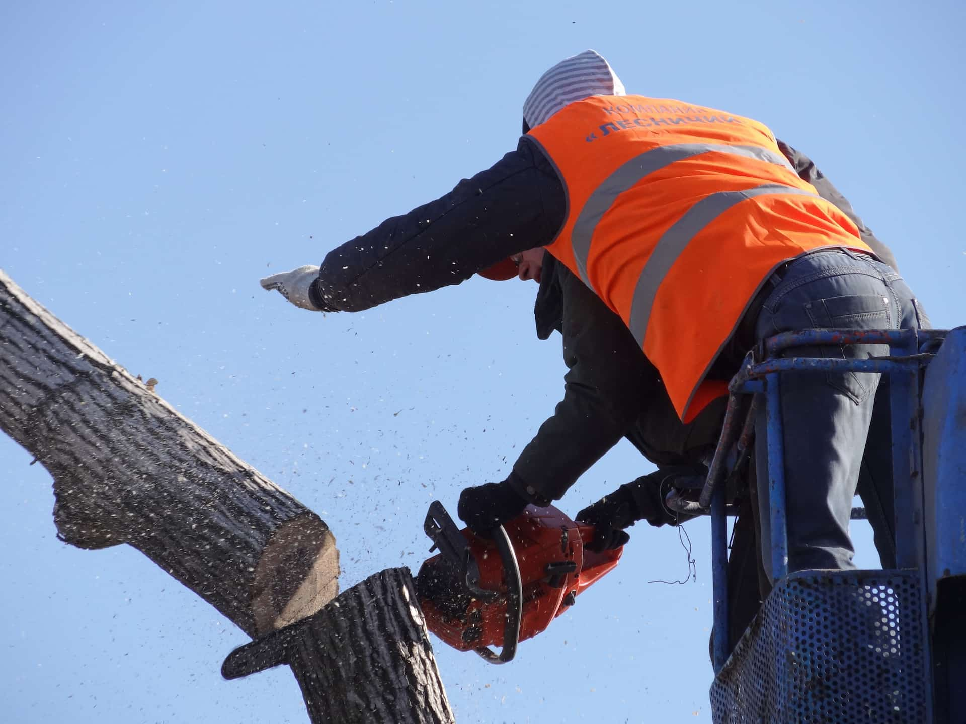 Tree removal company near me Fakesville