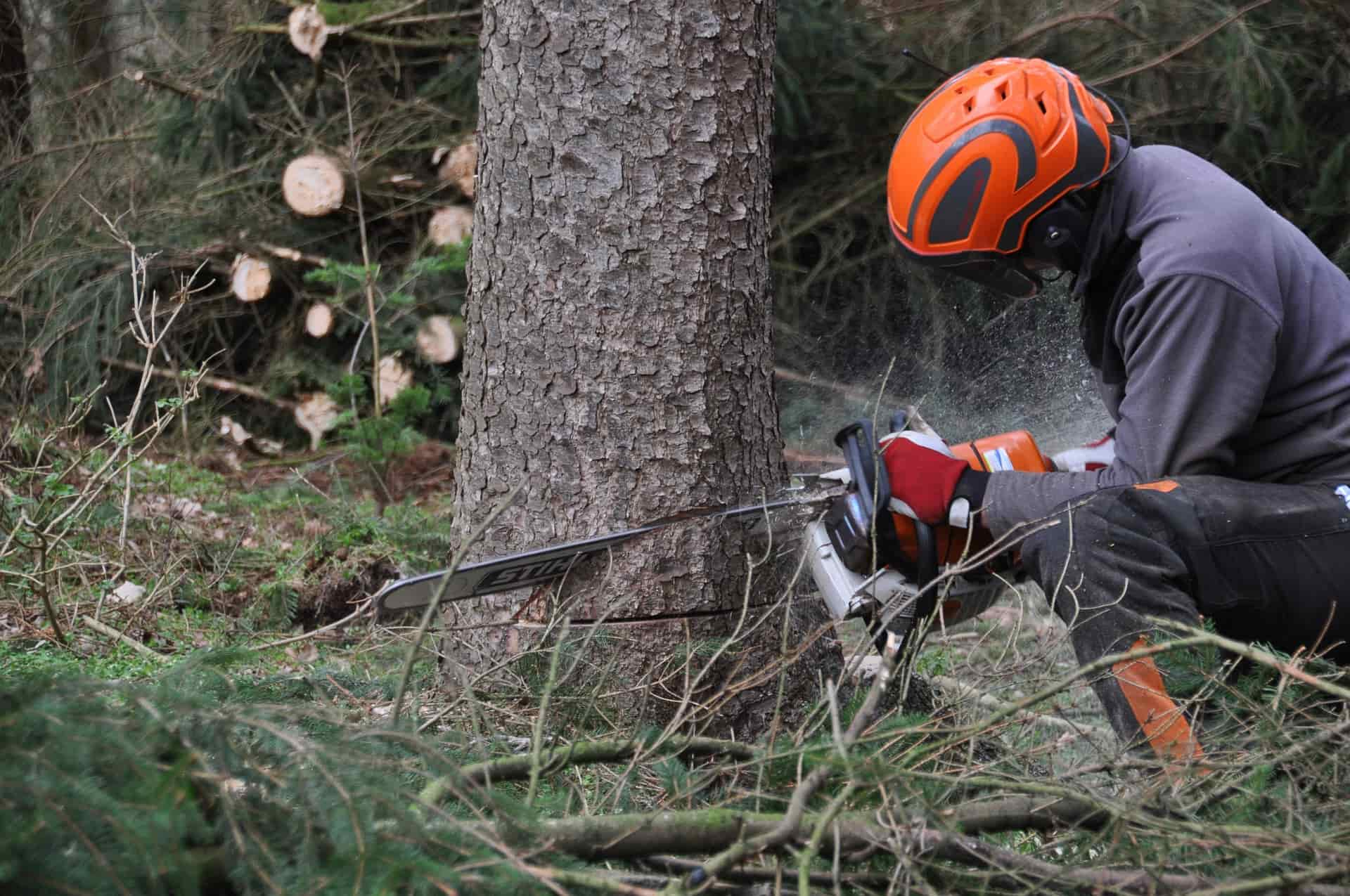 Tree removal company near Fakesville