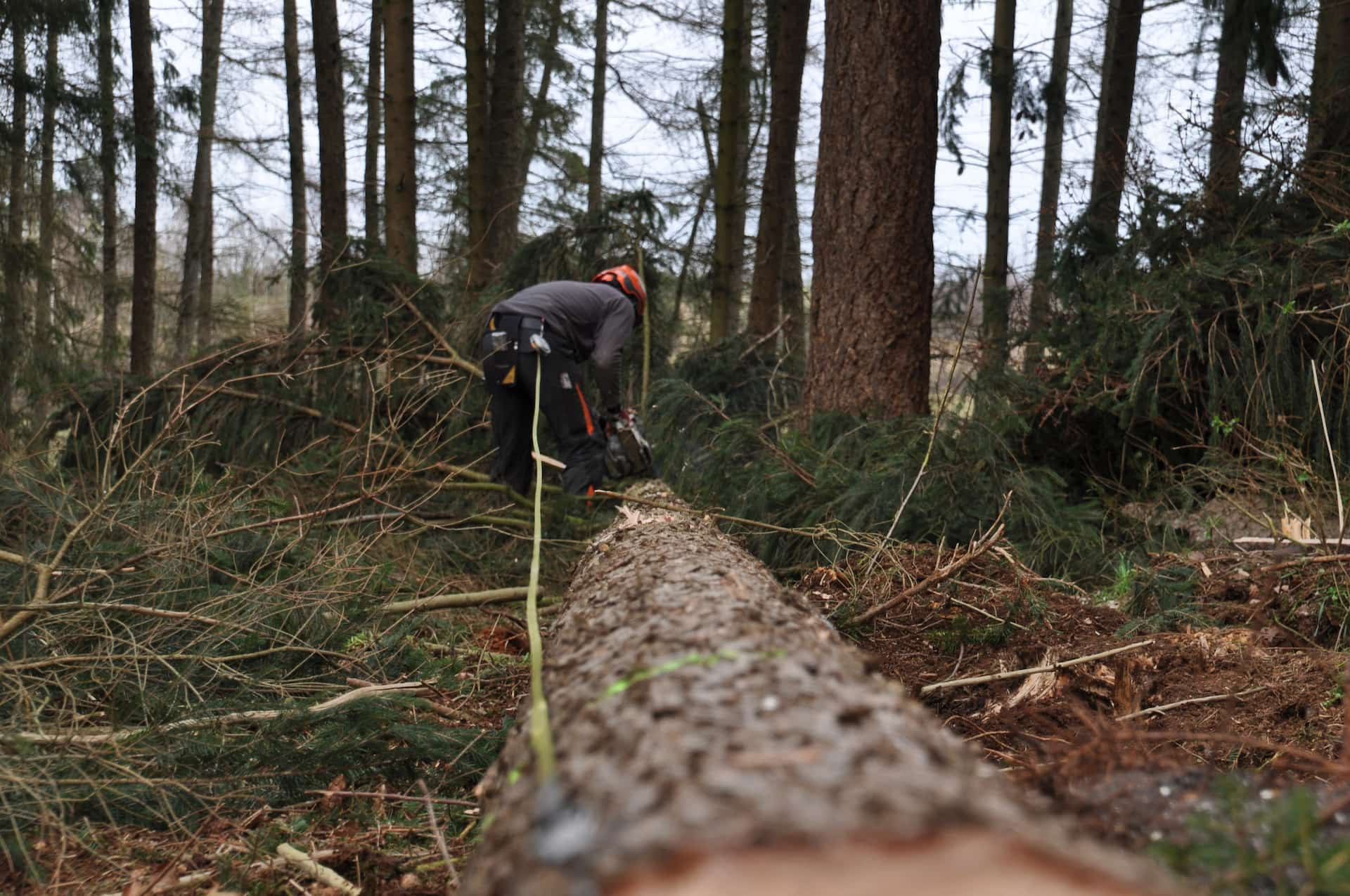 Tree removal experts near Fakesville