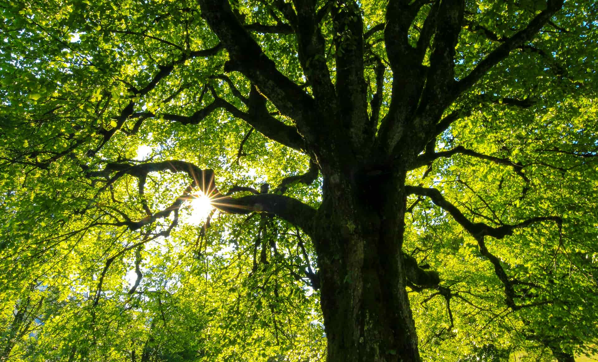 Tree surgeons near me London