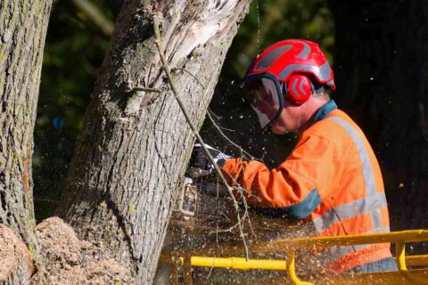 Fakesville Tree Trimming