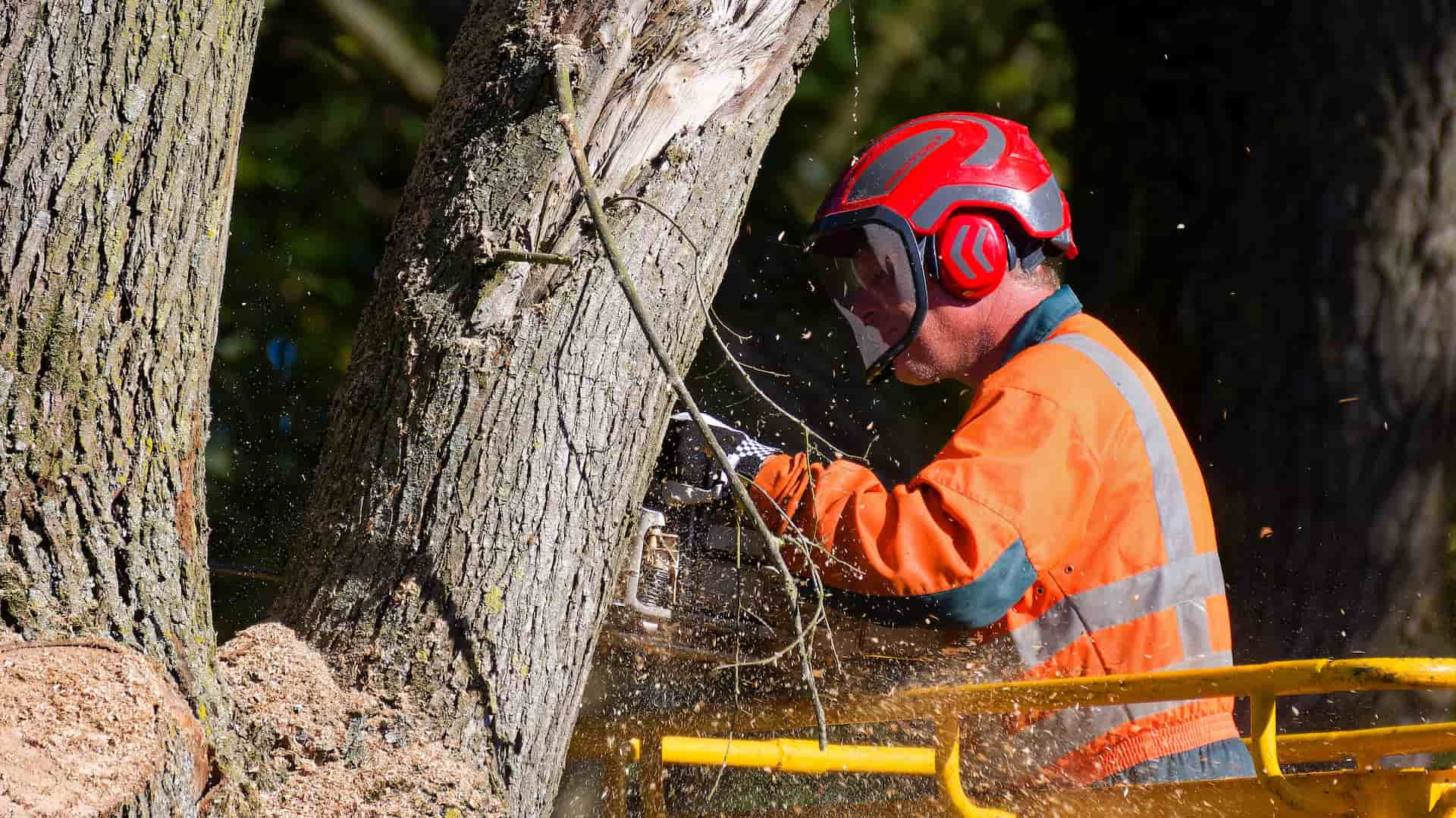 Tree Surgery services London