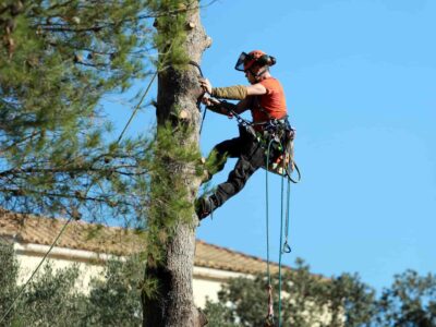 Tree trimming services Fakesville