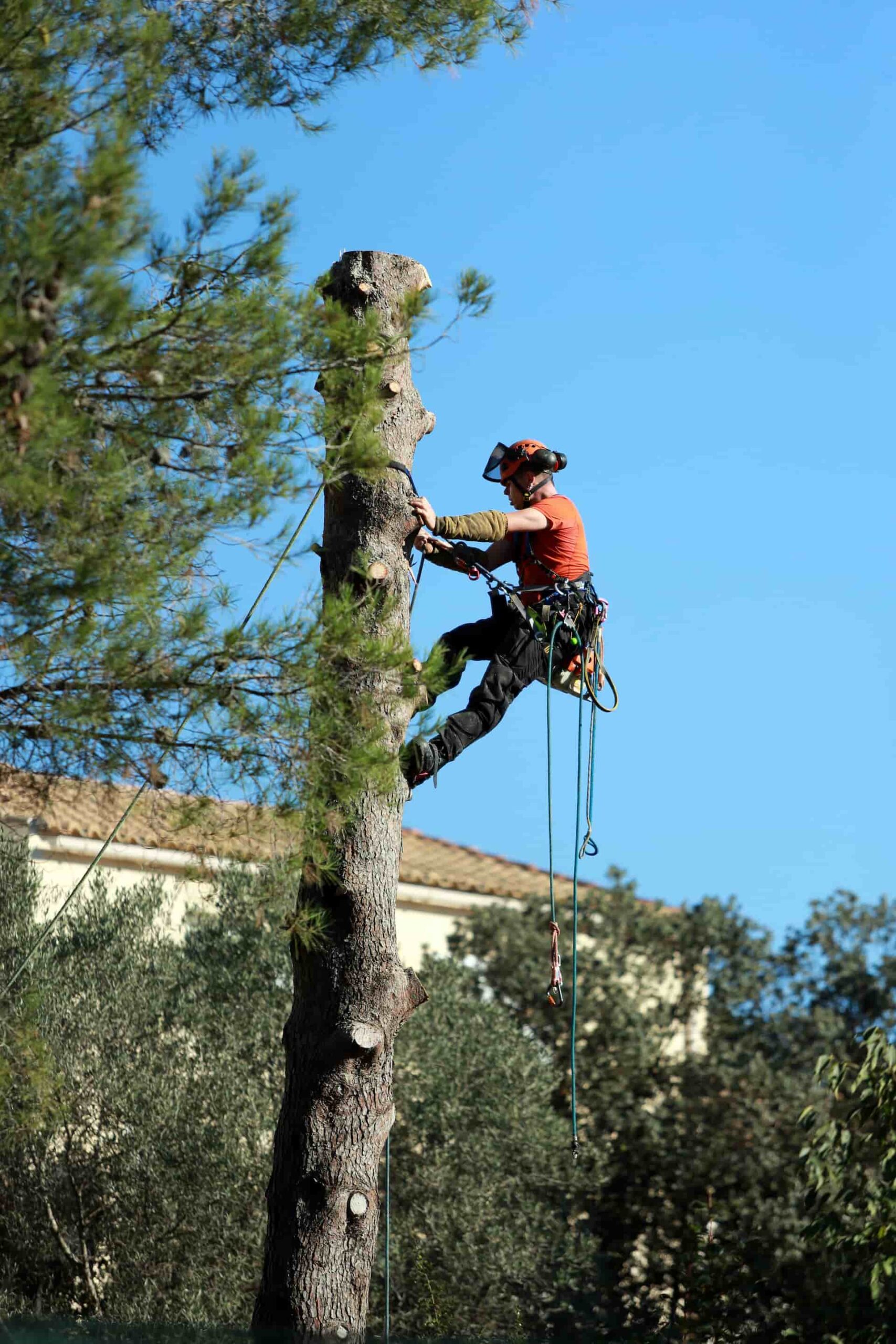 London tree work contractors